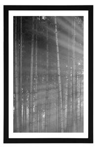 Plakat z passe-partout słońce za drzewami w czerni i bieli
