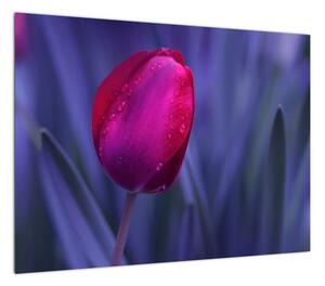 Obraz na szkle pąka tulipana (70x50 cm)