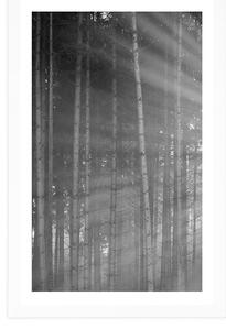 Plakat z passe-partout słońce za drzewami w czerni i bieli