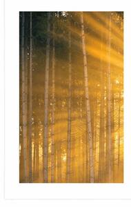 Plakat z passe-partout słońce za drzewami
