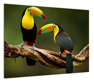Obraz na szkle siedzących tukanów, Kostaryka (70x50 cm)