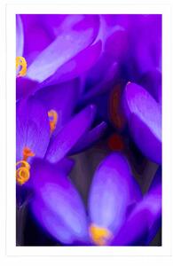 Plakat kwitnący fioletowy krokus