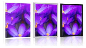 Plakat kwitnący fioletowy krokus