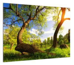 Obraz na szkle wiosennej łąki (70x50 cm)
