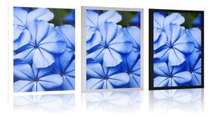 Plakat dzikie niebieskie kwiaty