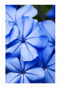 Plakat dzikie niebieskie kwiaty