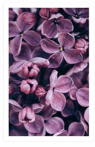 Plakat fioletowe kwiaty bzu