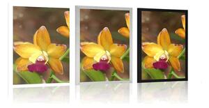 Plakat pomarańczowa orchidea