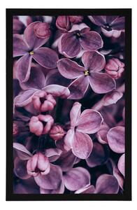 Plakat fioletowe kwiaty bzu
