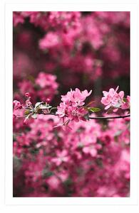 Plakat szczegółowe kwiaty wiśni