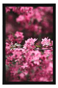 Plakat szczegółowe kwiaty wiśni