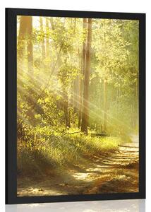 Plakat z passe-partout promienie słońca w lesie