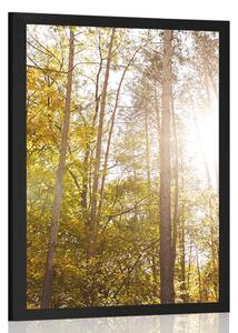 Plakat las w jesiennych kolorach