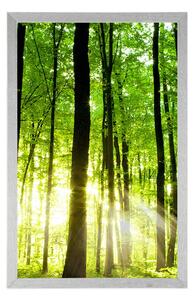 Plakat bujny zielony las