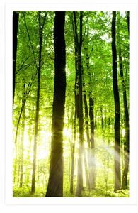 Plakat bujny zielony las
