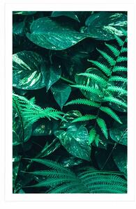Plakat świeże tropikalne liście