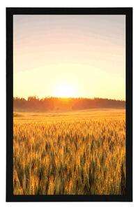 Plakat zachód słońca nad polem pszenicy