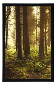Plakat skąpany w słońcu las