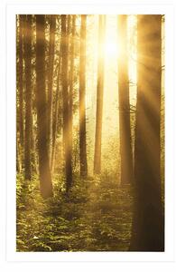 Plakat wschód słońca w lesie