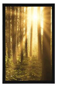 Plakat wschód słońca w lesie