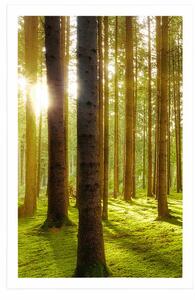 Plakat słoneczny poranek w lesie