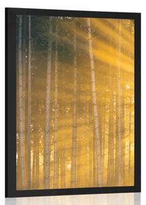Plakat słońce za drzewami