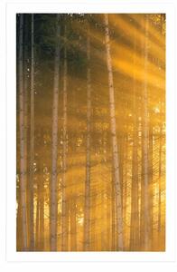 Plakat słońce za drzewami