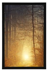 Plakat światło w lesie