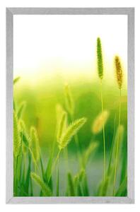 Plakat źdźbła trawy w zielonym designie