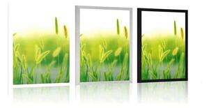Plakat źdźbła trawy w zielonym designie