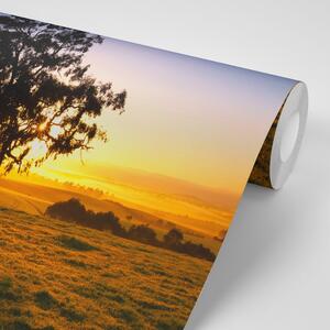 Samoprzylepna fototapeta drzewo o zachodzie słońca