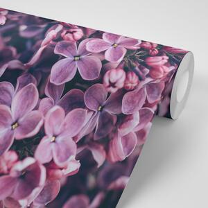 Samoprzylepna fototapeta fioletowe kwiaty bzu