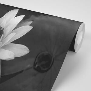 Samoprzylepna tapeta czarno-biała lilia wodna