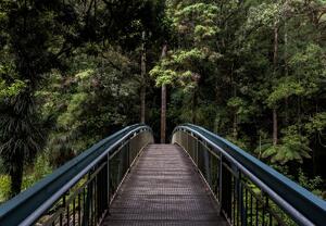 Fototapeta - Most do dżungli (196x136 cm)