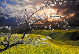 Fototapeta - Kwitnące drzewo w krajobrazie (196x136 cm)