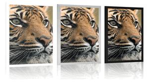 Plakat tygrys bengalski