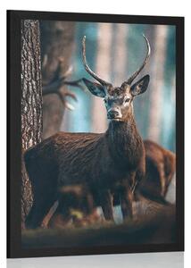 Plakat jeleń w lesie