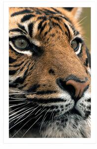 Plakat tygrys bengalski