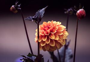 Fototapeta - Kwiaty w ciemności (196x136 cm)