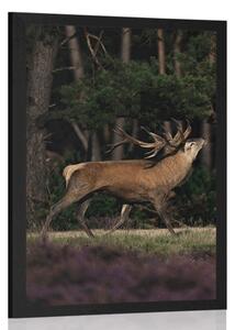 Plakat majestatyczny jeleń
