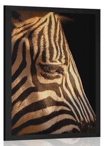 Plakat portret zebry