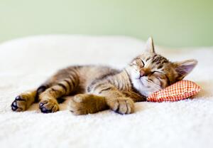 Fototapeta - Śpiący kotek (196x136 cm)