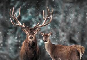 Fototapeta - Jeleń i łania w zaśnieżonym lesie (196x136 cm)