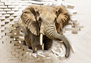 Fototapeta - Słoń przebijający się przez ścianę (196x136 cm)