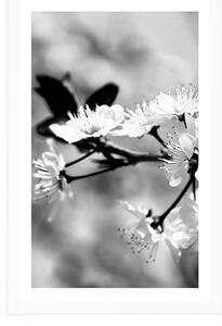 Plakat z passe-partout kwiat wiśni w czerni i bieli