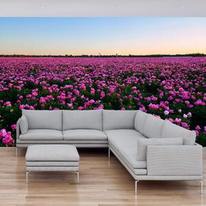 Fototapeta - Łąka fioletowych tulipanów (196x136 cm)