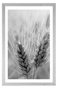 Plakat z passe-partout pole pszenicy w czerni i bieli
