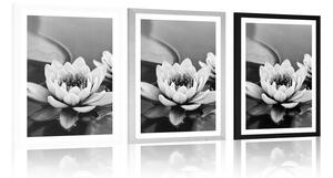 Plakat z passe-partout kwiat lotosu w jeziorze w czerni i bieli