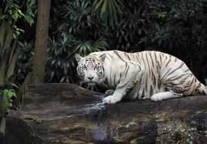Fototapeta - Biały Tygrys (196x136 cm)