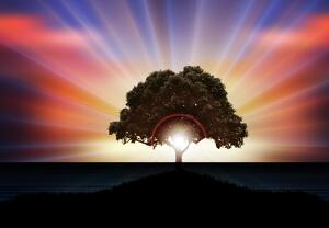 Fototapeta - Drzewo w słońcu (196x136 cm)